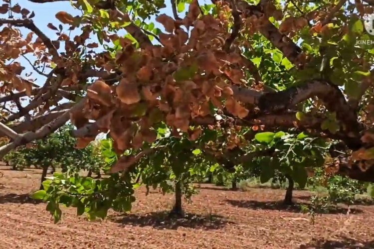 Önlem Alınmazsa Urfa'da Önümüzdeki 5 Yılda Fıstık Ağaçlarının Yüzde 30'ü Kuruyabilir