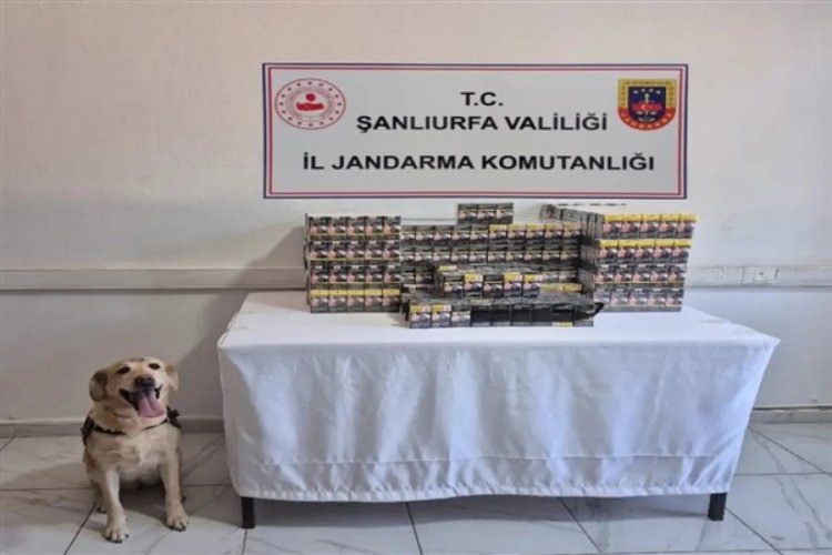 Şanlıurfa'da kaçak sigara ele geçirildi