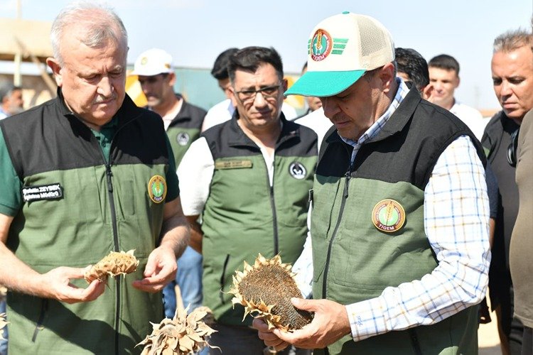 Ceylanpınar TİGEM'de Ayçiçeği Hasadı Yapılmaya Başlandı