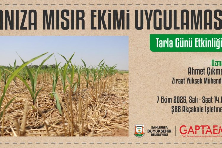 Anıza Mısır Ekimi Uygulaması Şanlıurfa’da Tarla Gününde Tanıtılacak