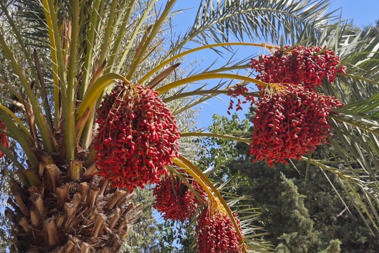 Şanlıurfa Balıklıgöl'de Bölgesinde Yetişen Medine Hurması Meyve Verdi