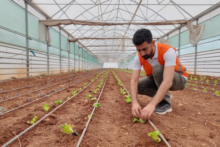 Şanlıurfa'da kışlık sebzelerin dikimini gerçekleştirdi