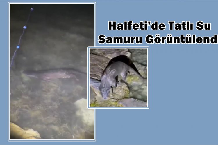 Halfeti’de Tatlı Su Samuru Görüntülendi