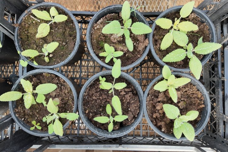 ŞANLIURFA BÜYÜKŞEHİR BELEDİYESİ’NDEN KURAKÇIL PEYZAJ PROJESİNE DESTEK