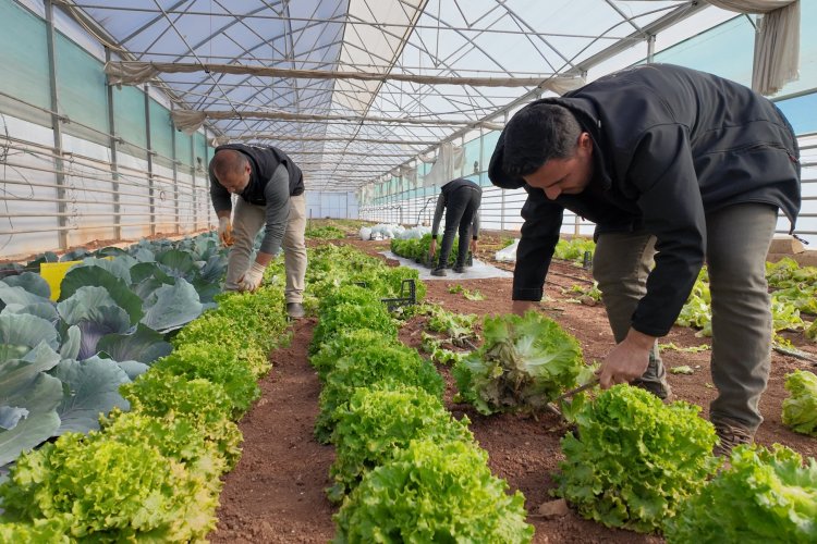 BÜYÜKŞEHİR SERALARINDA KIŞLIK SEBZE HASADI BAŞLADI