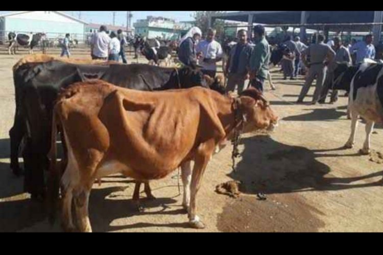 Şanlıurfa Hayvan Pazarı’na 48 Saatlik "Hizmet" Molası