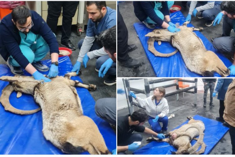 Şanlıurfa’da Yaralı Dağ Keçisine Üniversite Hastanesinde Acil Müdahale