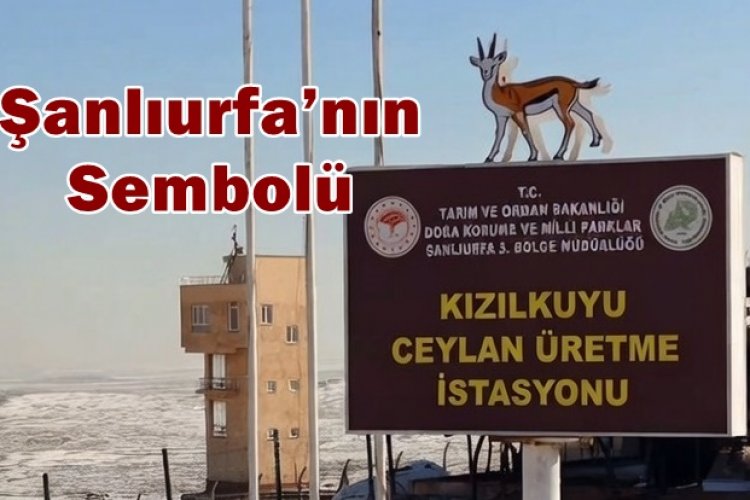 Urfa Ceylanları Emin Ellerde: Toplam Sayı 2 Bini Aşarak 2.500’e Ulaştı