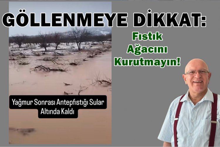 Fıstık Üreticilerine Hayati Uyarı: Ağacın Dibinde Su Bekletmeyin, Kurutursunuz!