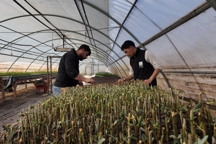 Şanlıurfa Büyükşehir Belediyesi’nden 30 Bin Fidanlık Dev Hamle!