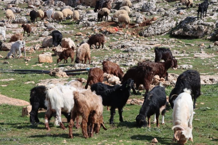 Toprak Suya Doydu: Şanlıurfa’da Üretici Bayram Ediyor