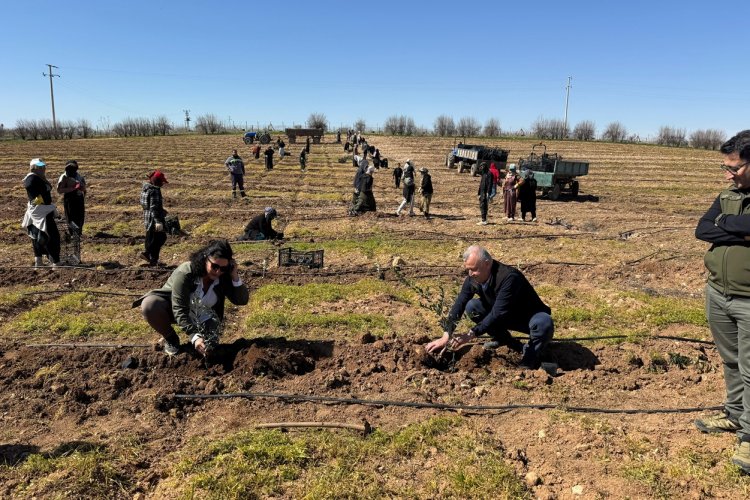 Harran Üniversitesi ve TİGEM İş Birliğiyle 125 Bin Zeytin Fidanı Toprakla Buluşuyor