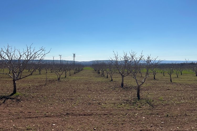 Prof. Dr. Bekir Erol Ak’tan Üreticiye Kritik Uyarı: Çiçeklenme Döneminde Toprak İşlemeyin!