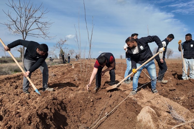 ŞANLIURFA’NIN GELECEĞİ KENDİ TOPRAĞINDA YETİŞİYOR: 20 BİN ÇINAR HAZIR!