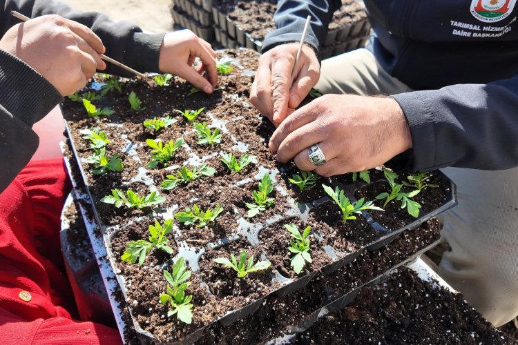 BÜYÜKŞEHİR SERALARINDA 400 BİN YAZLIK ÇİÇEK ÜRETİLİYOR