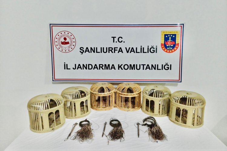 Akçakale'de Keklik Avcılarına Operasyon Yapıldı: 3 Kişi Hakkında Yasal İşlem Başlatıldı