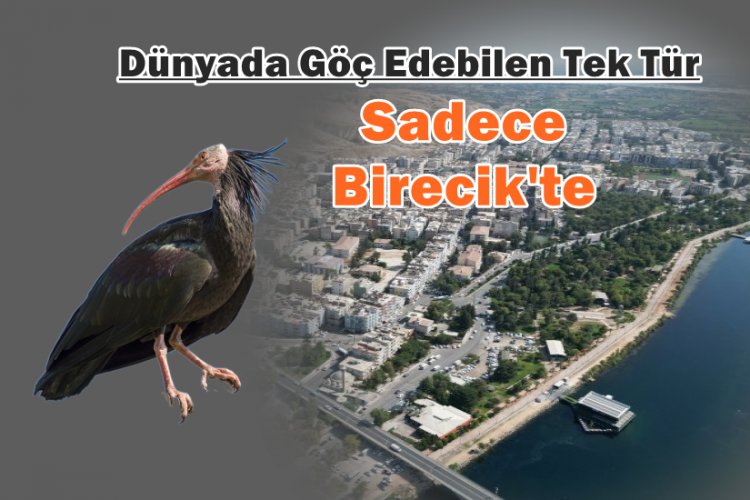 Birecik’in Efsanevi Sakinleri İçin Sevindirici Haber: Sayıları 300'e Yaklaştı!