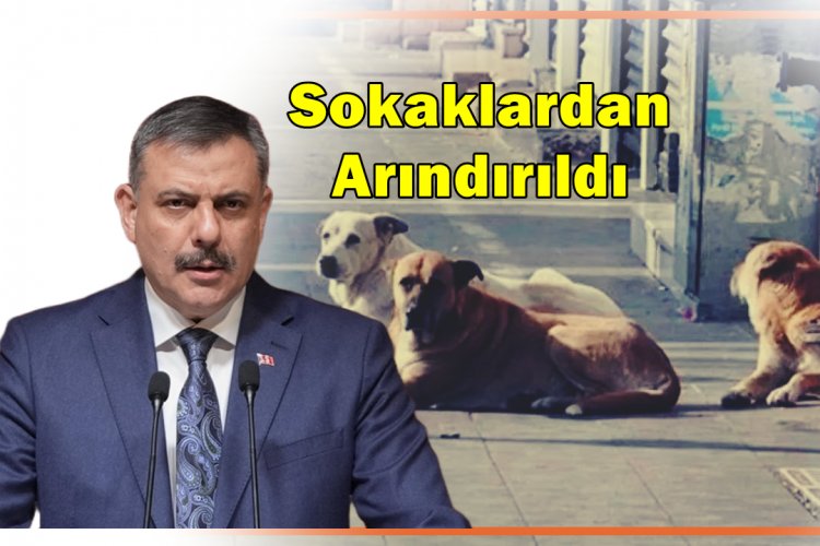 İÇİŞLERİ BAKANI AÇIKLADI: SAHİPSİZ HAYVANLARIN %75'İ ARTIK GÜVENLİ ALANLARDA!