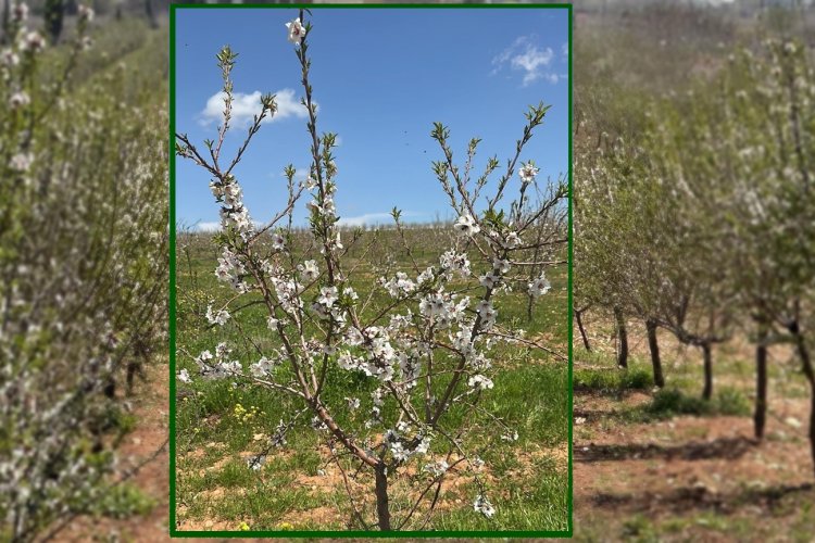 Şanlıurfa Bademinde "Sessiz" Tehlike: Arı Eksikliği Milyonluk Kayba Yol Açabilir!