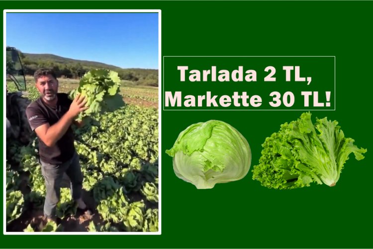 Tarımda Adaletsizlik Derinleşiyor: Tarlada 2 TL, Markette 30 TL!