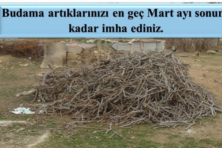 Şanlıurfa’da Fıstık Üreticisine Kritik Uyarı: Budama Artıklarını İmha Etmeyene Ceza Verilecek