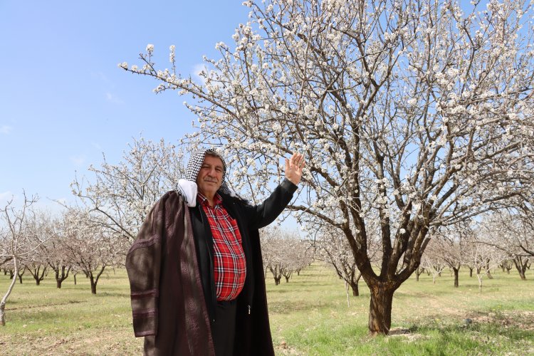 ŞANLIURFA BADEM ÜRETİMİNDE ZİRVEYE YAKLAŞIYOR