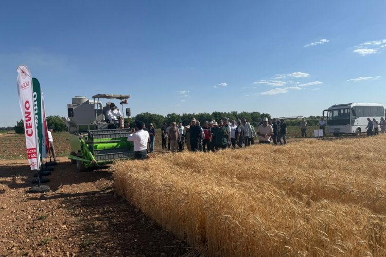 Şanlıurfa’da Millî Tarım Hamlesi: "CEMMO" Buğdayı İlk Hasadını Yaptı