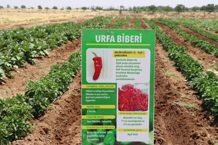 ŞANLIURFA BÜYÜKŞEHİR BELEDİYESİ ATA TOHUMLARINI GELECEĞE TAŞIYOR