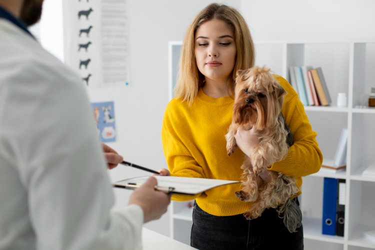 Evcil Hayvan Sigortası Fiyatları 2026: Kedi ve Köpek Sağlık Güvencesi Neleri Kapsar?