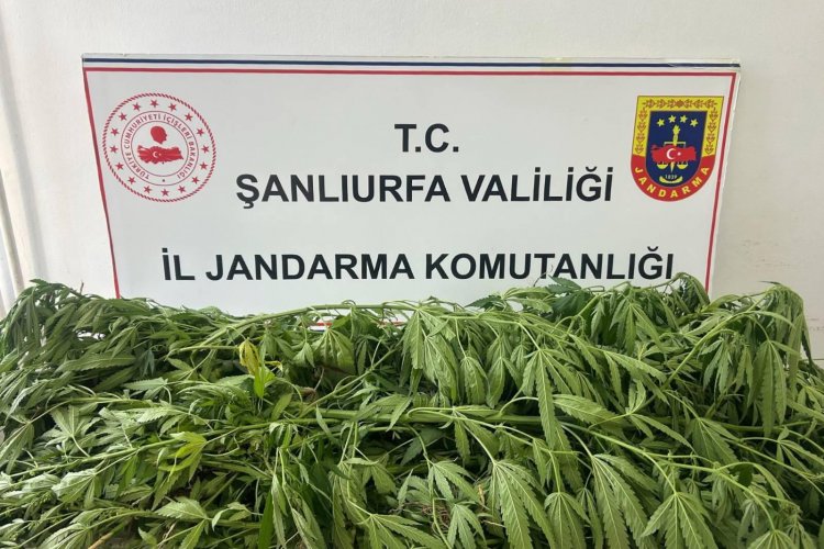 Suruç’ta Jandarmadan Uyuşturucu Operasyonu: 35 Kök Kenevir Ele Geçirildi
