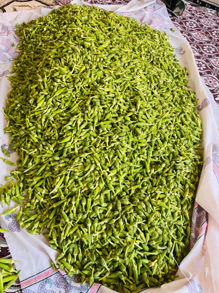 Harran'ın Yeşil Bereketi