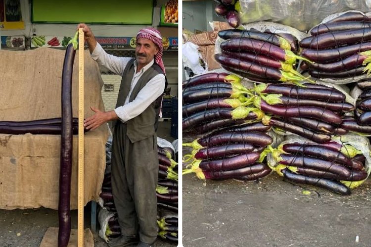 Şanlıurfa’nın Birecik ilçesinde yetiştirilen tescilli Birecik patlıcanları, bu yıl ulaştığı rekor uzunluklarla dikkat çekiyor