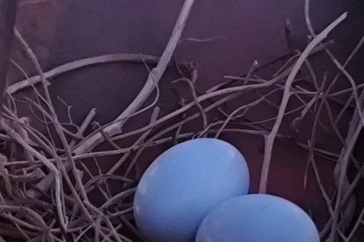 Temel Kazısını Kuşlar Durdurdu