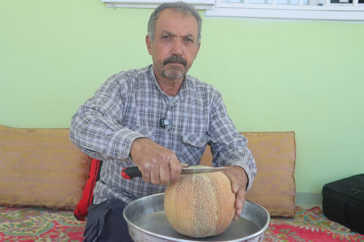 Şanlıurfa’da Ata Tohumları Ürün Vermeye Başladı