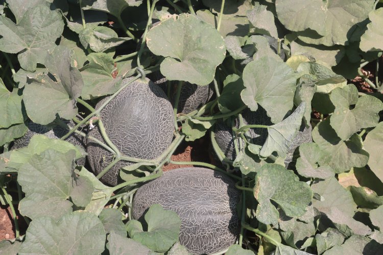 Şanlıurfa’da Ata Tohumları Ürün Vermeye Başladı