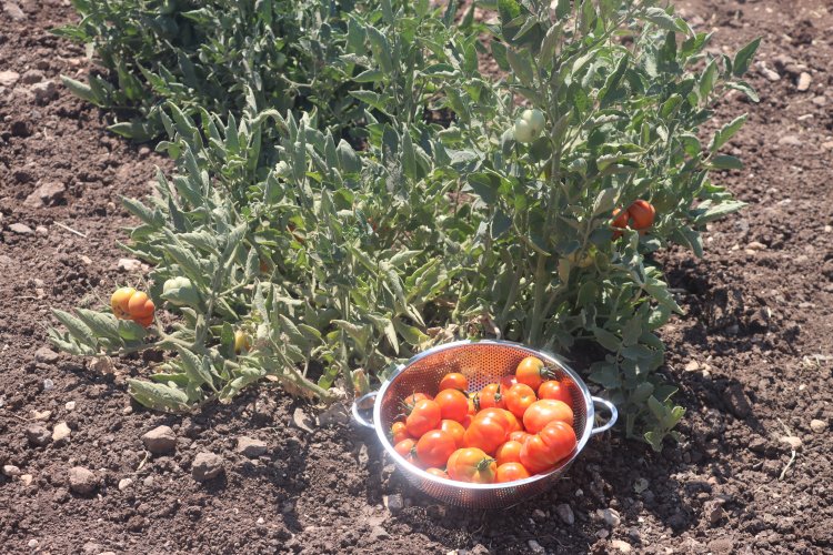 Şanlıurfa’da Ata Tohumları Ürün Vermeye Başladı