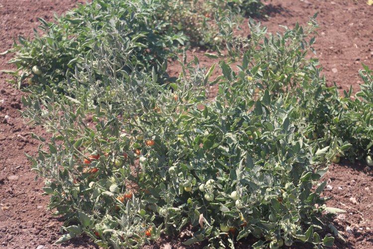 Şanlıurfa’da Ata Tohumları Ürün Vermeye Başladı