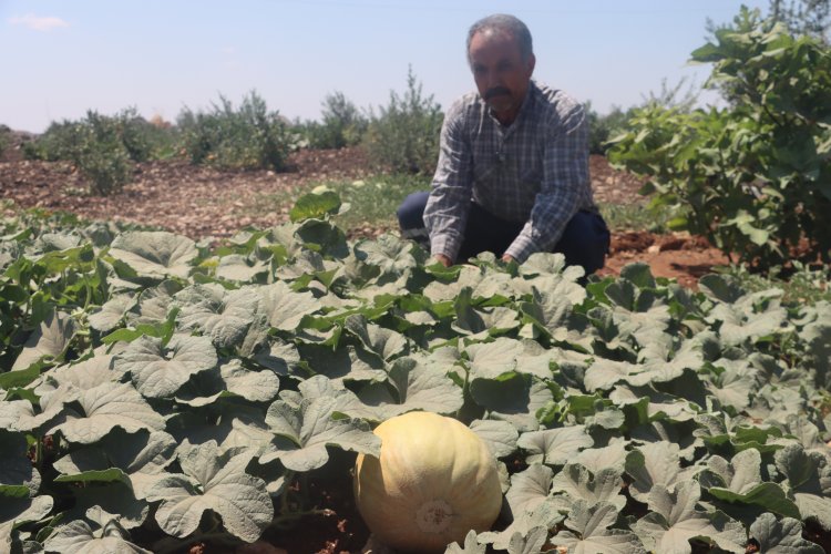 Şanlıurfa’da Ata Tohumları Ürün Vermeye Başladı