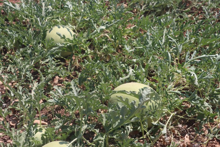 Şanlıurfa’da Ata Tohumları Ürün Vermeye Başladı