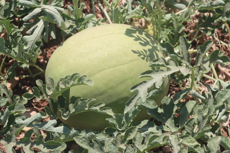 Şanlıurfa’da Ata Tohumları Ürün Vermeye Başladı