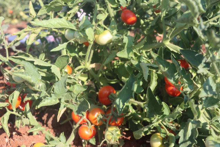 Şanlıurfa’da Ata Tohumları Ürün Vermeye Başladı