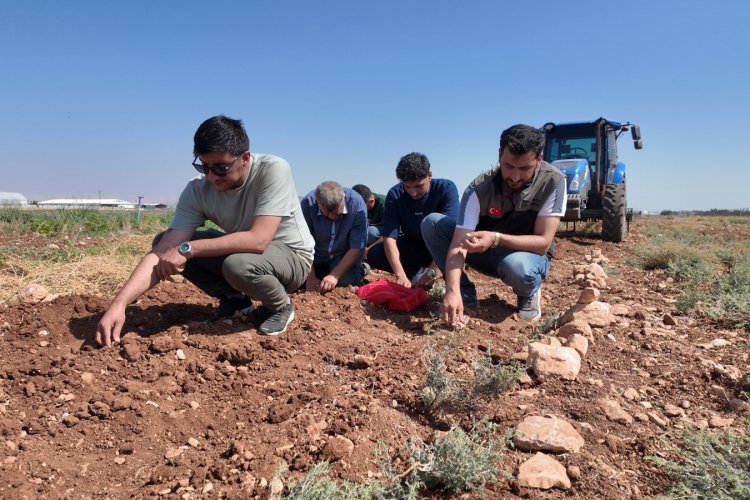 Şanlıurfa’da Tarihi Safran Üretimi Yeniden Canlanıyor: Genç Mühendislerden Alternatif Tarım Hamlesi