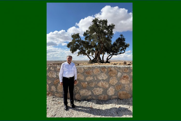 Şanlıurfa’da Asırlık Anıt Zeytin Ağacı Turizme Kazandırılıyor
